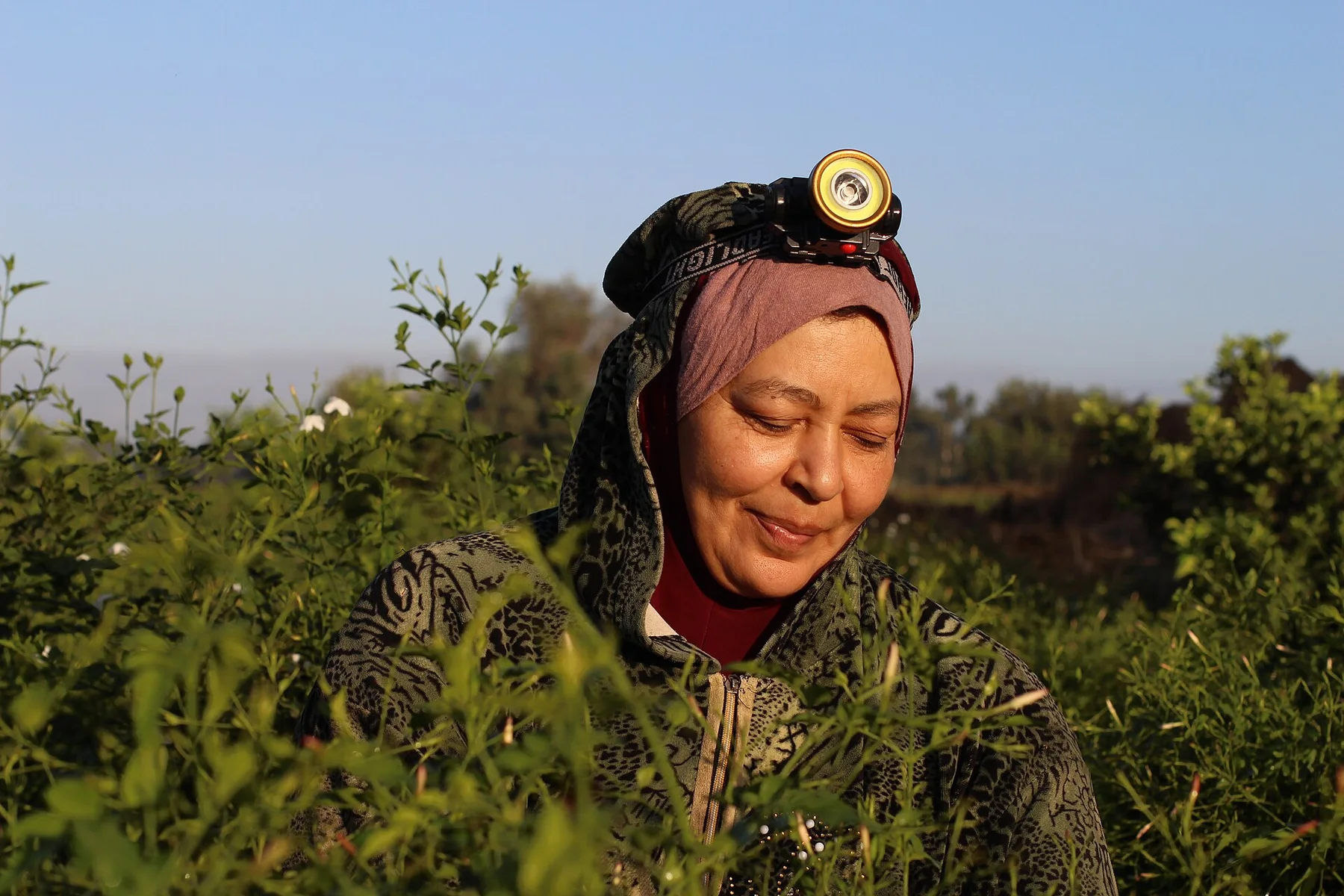 A woman wearing a headscarf and a headlamp looks down among jasmine bushes with a few white flowers, clear sky behind.