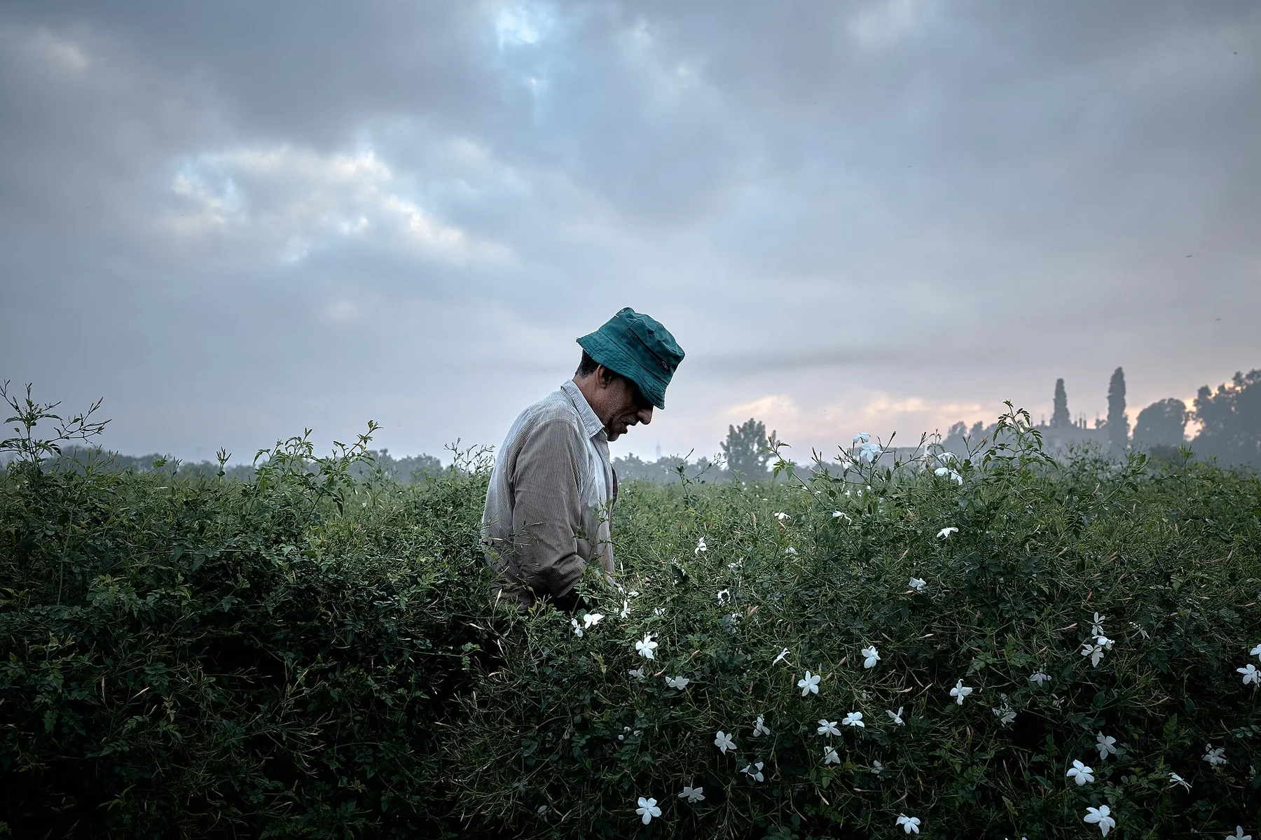 A man in a green bucket hat stands among flowering jasmine bushes under a heavy grey sky.