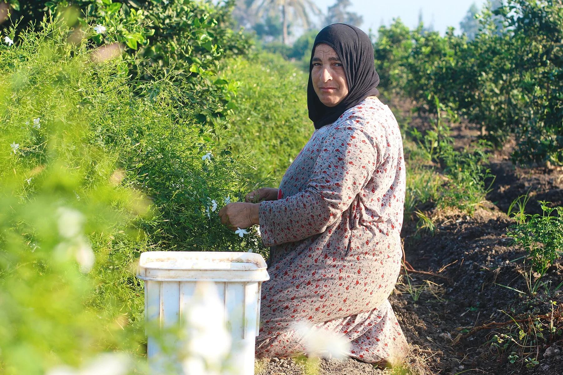 A woman kneels in a row of jasmine, picking white flowers beside a white plastic crate.