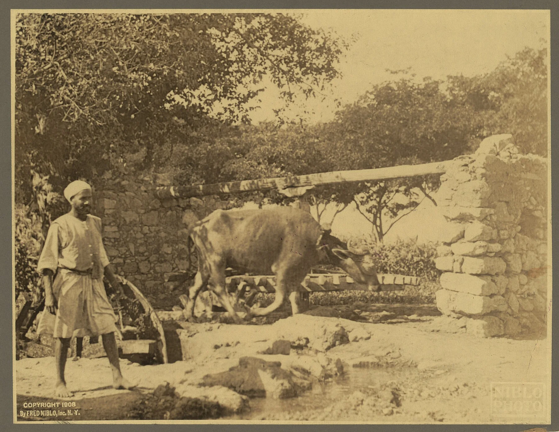 An old photograph: an ox walks a circle under a tree to turn a wooden water wheel, while a man stands beside it.