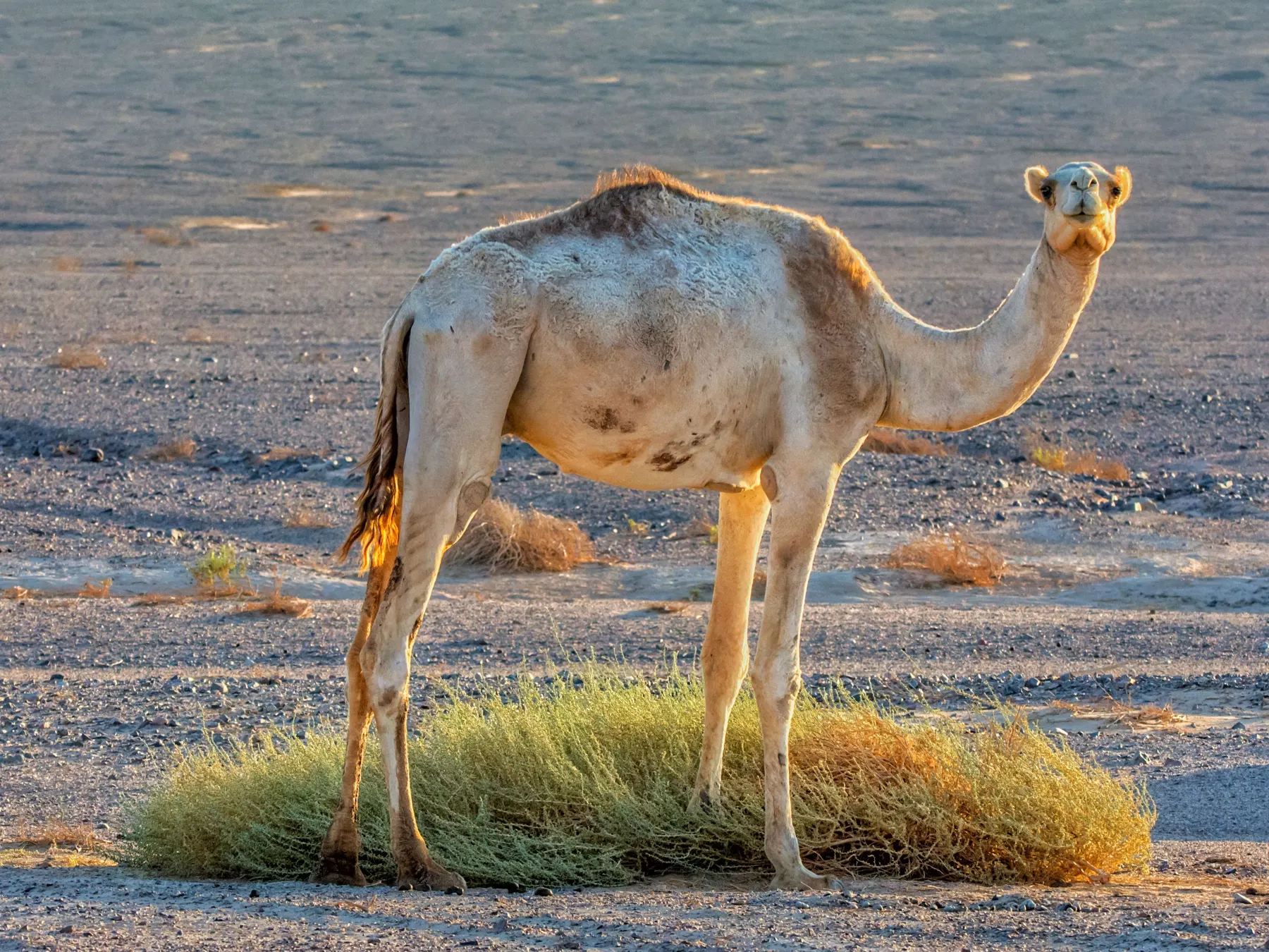 A pale camel standing by desert grass in the Sinai, in late-afternoon light.