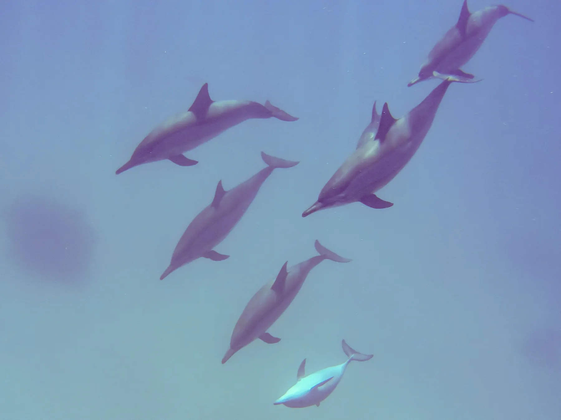 Spinner dolphins swimming together just below the surface of the Red Sea off Egypt.