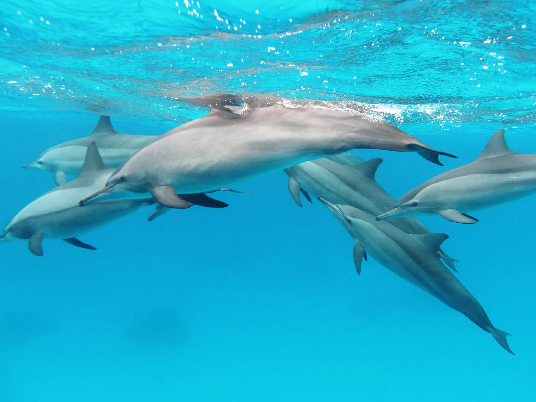 A pod of spinner dolphins seen from below in the blue water of the Red Sea.