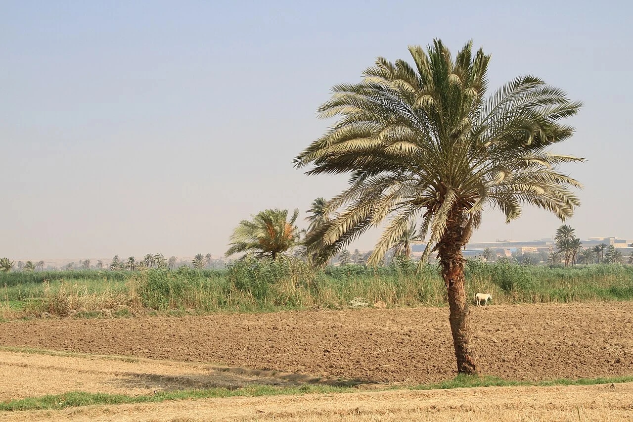 A palm tree among cultivated fields in Fayoum; documentary landscape, not a confirmed farm partner.