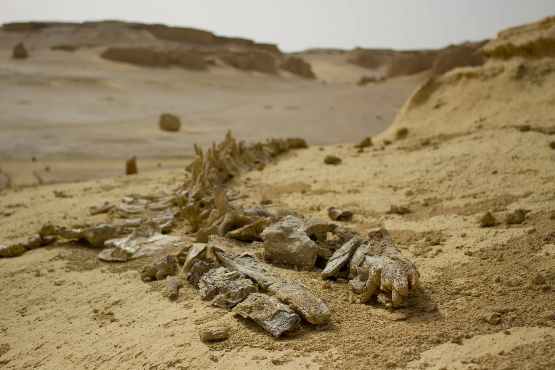 The fossilised vertebrae of an ancient whale lying in the sand at Wadi Al-Hitan, the Valley of the Whales.
