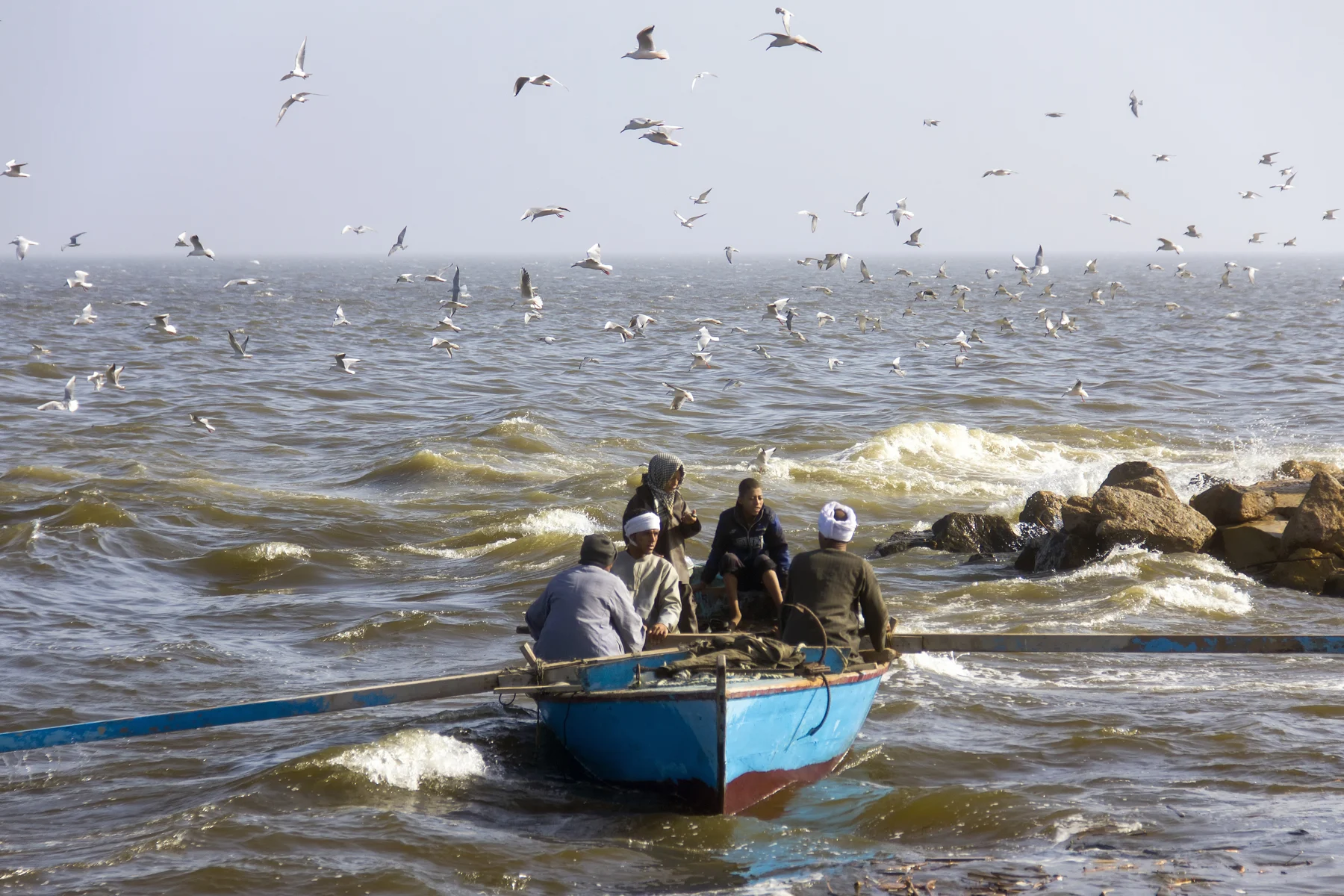 Birds flying above a fishing boat on Lake Qarun in Fayoum.